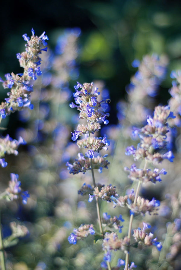 can you plant catnip and lavender together Catnip – Plant Detectives