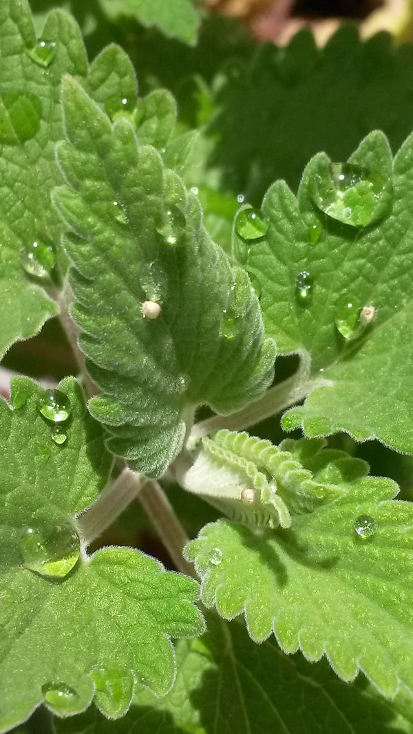 Catmint