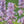 Load image into Gallery viewer, Walker&#39;s Low Catmint - Catmint - Perennials
