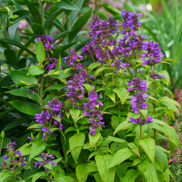 Neptune Catmint