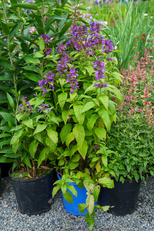 Neptune Catmint