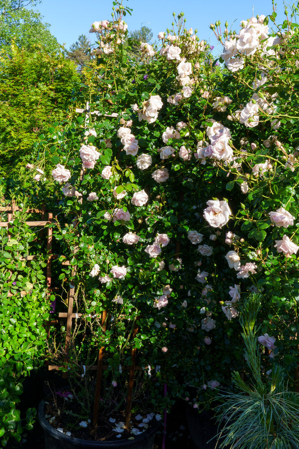 New Dawn Climbing Rose