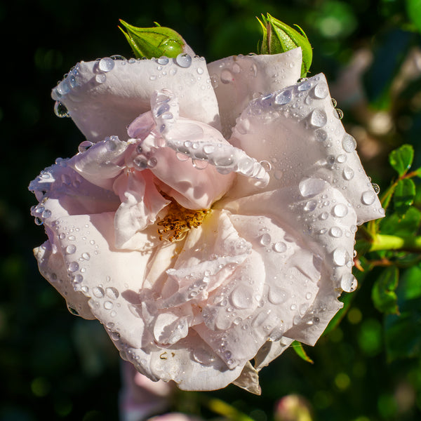 New Dawn Climbing Rose