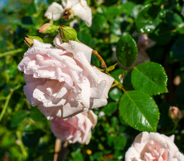 New Dawn Climbing Rose