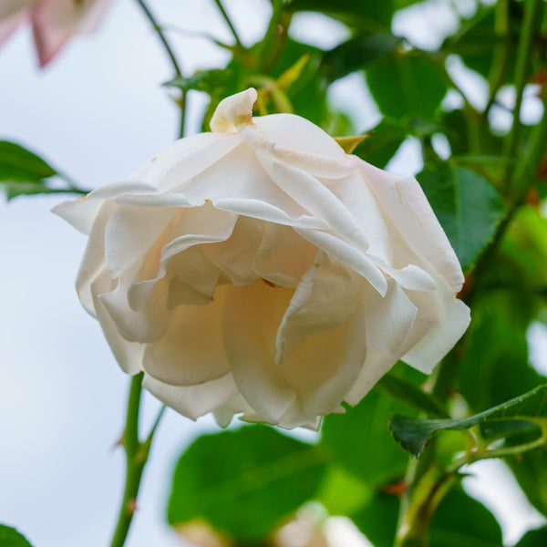 New Dawn Climbing Rose