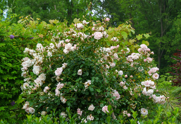 New Dawn Climbing Rose