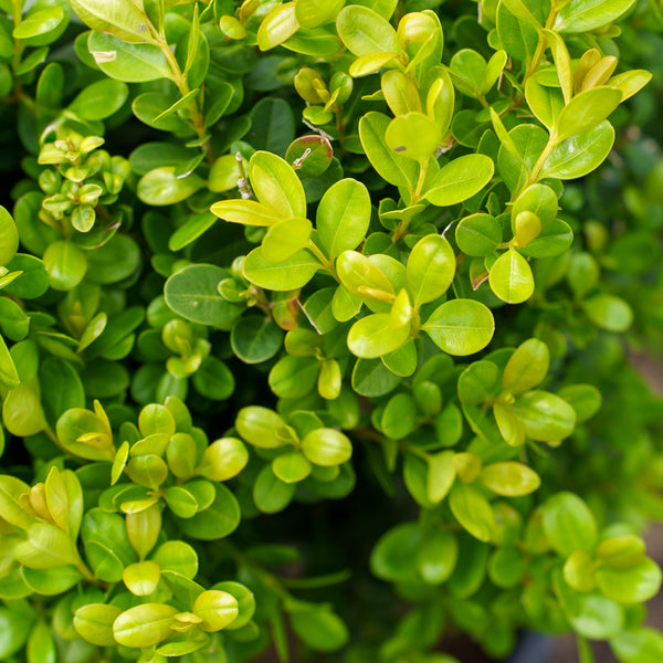 NewGen Freedom Boxwood - Boxwood - Shrubs