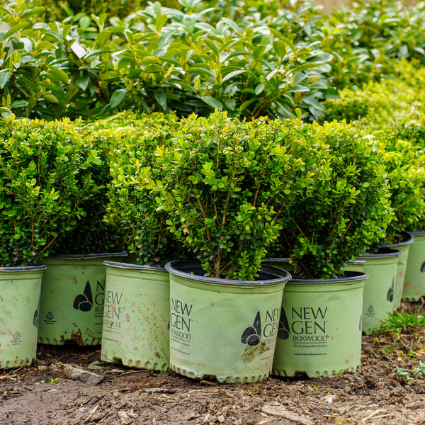 NewGen Freedom Boxwood - Boxwood - Shrubs