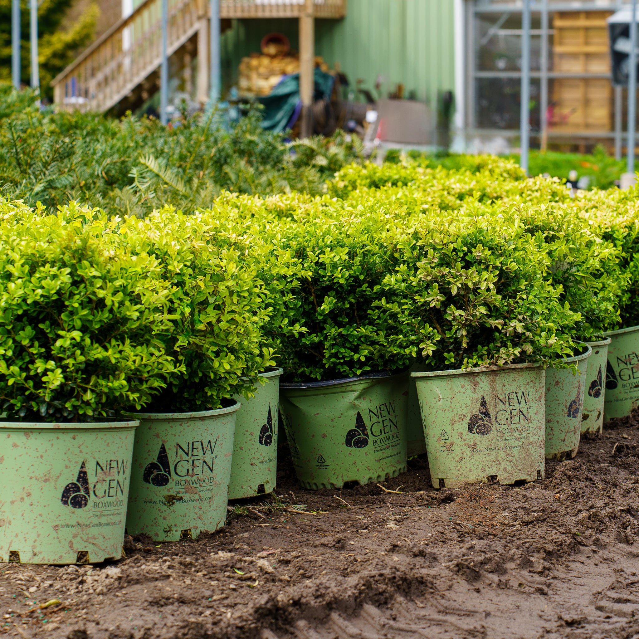 Boxwood Varieties Winter Gem Boxwood Shrubs For Sale At Arbor Day's