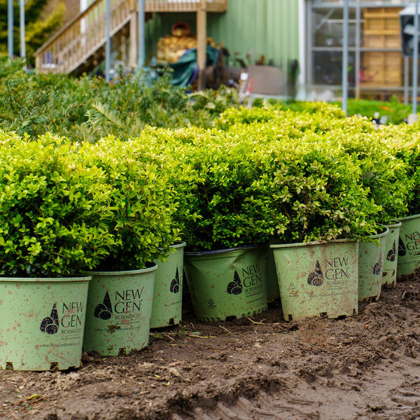 NewGen Independence Boxwood - Boxwood - Shrubs