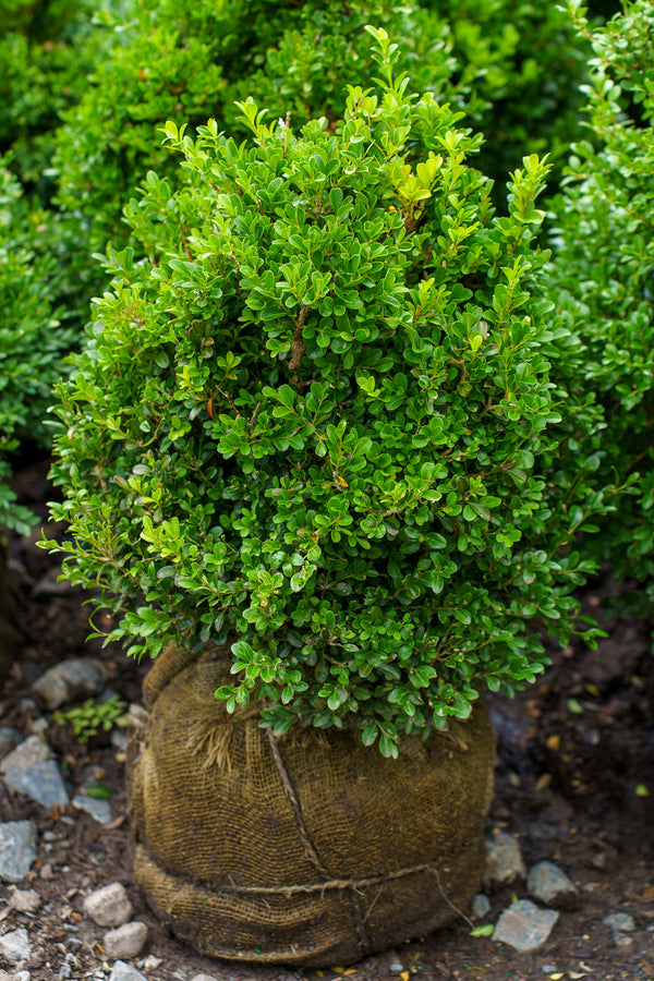 NewGen Independence Boxwood