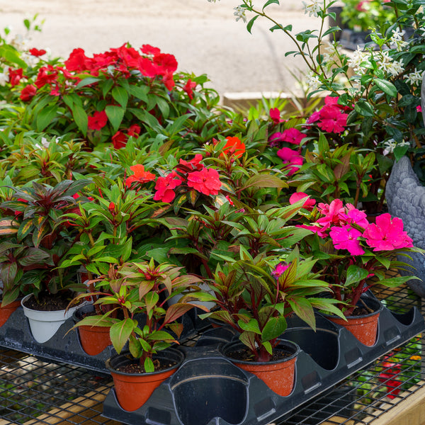 New Guinea Impatiens