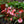 Load image into Gallery viewer, New Guinea Impatiens

