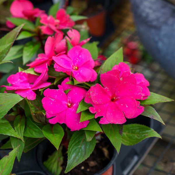 New Guinea Impatiens