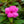 Load image into Gallery viewer, New Guinea Impatiens
