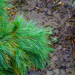 Niagara Falls Eastern White Pine