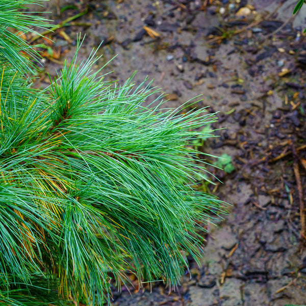 Niagara Falls Eastern White Pine