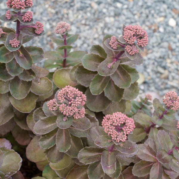Night Embers Stonecrop