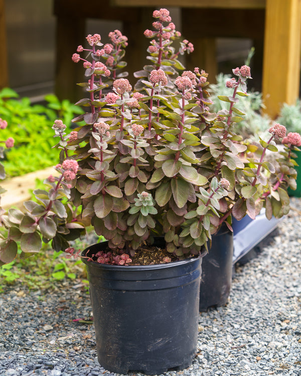 Night Embers Stonecrop