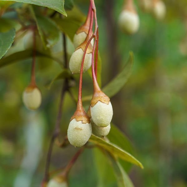 Night Fall Japanese Snowbell