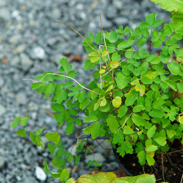 Nimbus White Meadow Rue