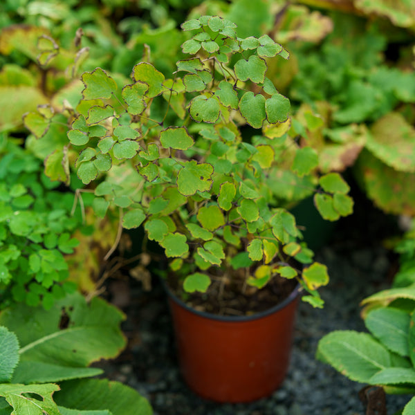 Nimbus White Meadow Rue