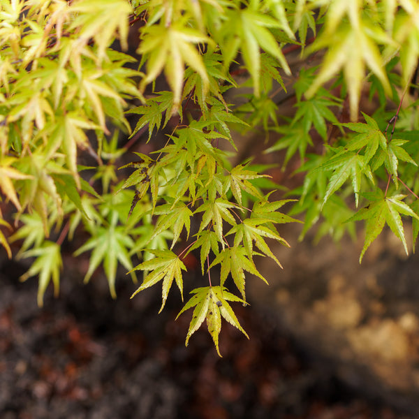 Nishiki Gawa Pinebark Japanese Maple