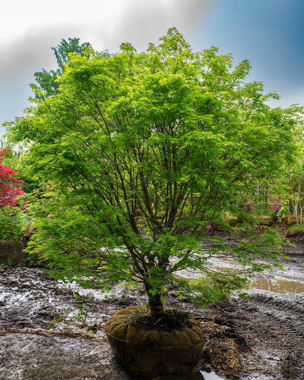 Nishiki Gawa Pinebark Japanese Maple
