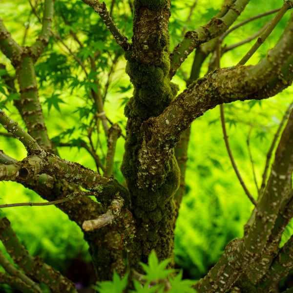 Nishiki Gawa Pinebark Japanese Maple