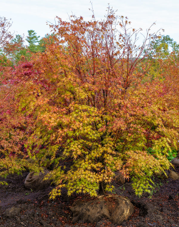 Nishiki Gawa Pinebark Japanese Maple