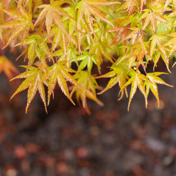 Nishiki Gawa Pinebark Japanese Maple