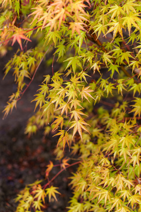 Nishiki Gawa Pinebark Japanese Maple