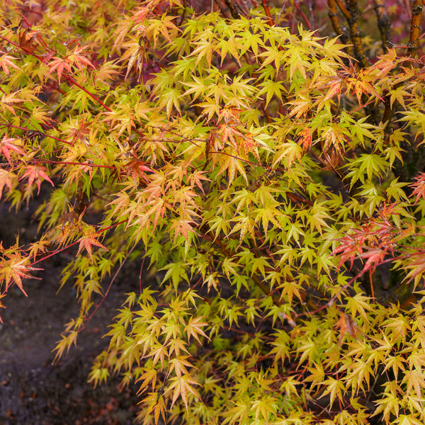 Nishiki Gawa Pinebark Japanese Maple