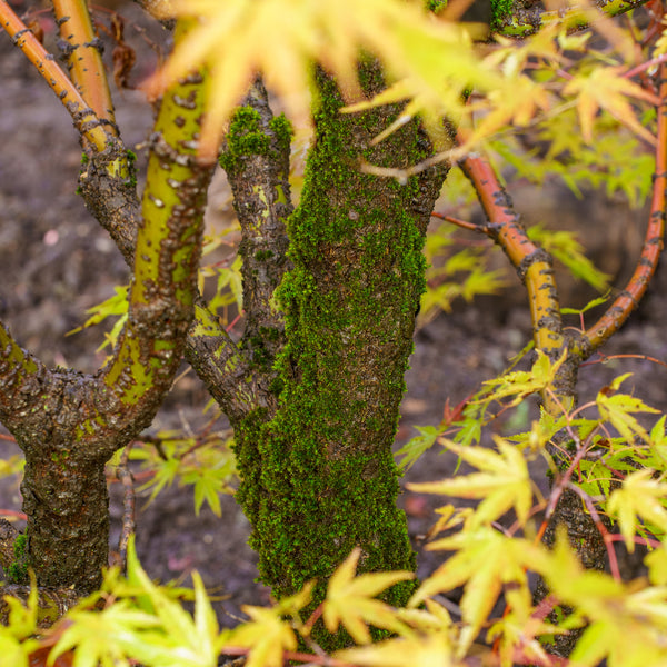 Nishiki Gawa Pinebark Japanese Maple