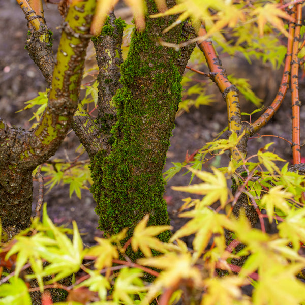 Nishiki Gawa Pinebark Japanese Maple