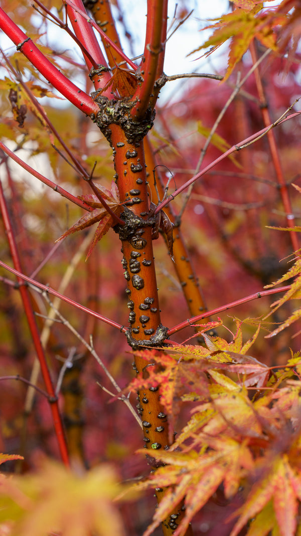 Nishiki Gawa Pinebark Japanese Maple