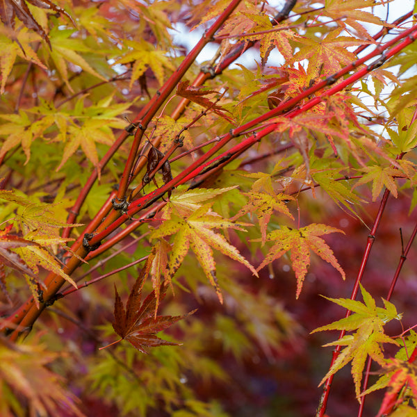 Nishiki Gawa Pinebark Japanese Maple