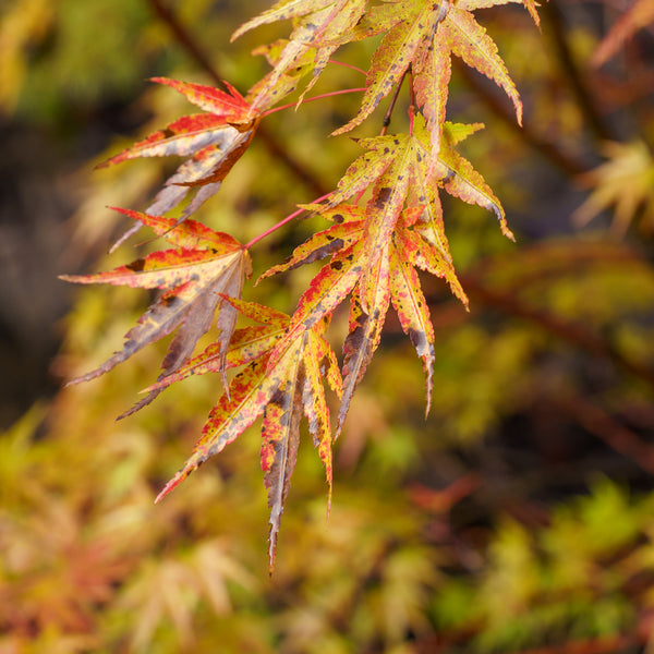 Nishiki Gawa Pinebark Japanese Maple