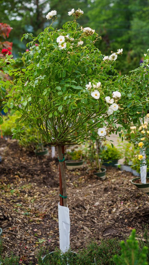 Nitty Gritty White Rose Patio Tree