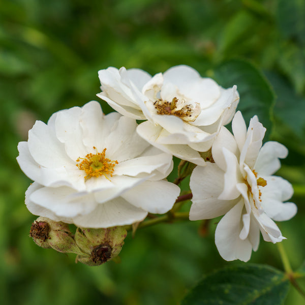 Nitty Gritty White Rose Patio Tree