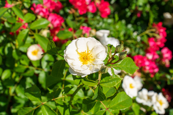 Nitty Gritty White Rose