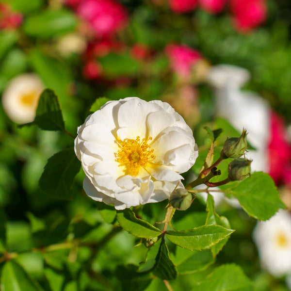 Nitty Gritty White Rose