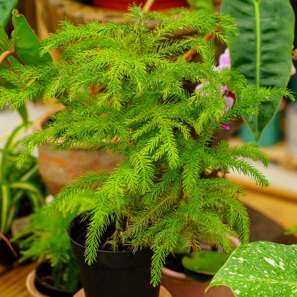 Norfolk Island Pine - Other Houseplants - Houseplants