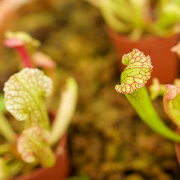 Assorted Carnivorous Plants