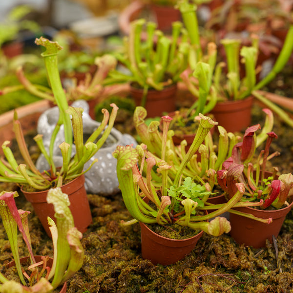 Assorted Carnivorous Plants