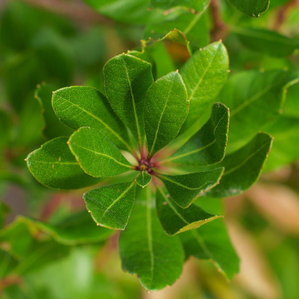 Northern Bayberry