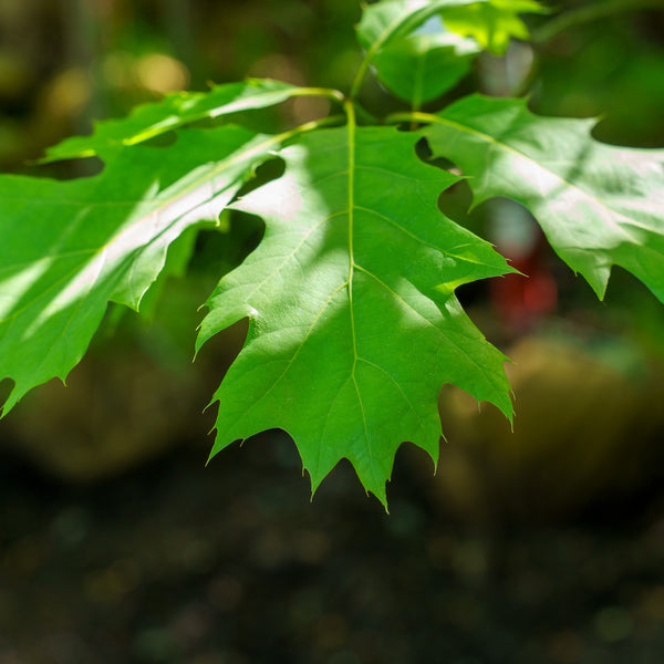 Northern Red Oak