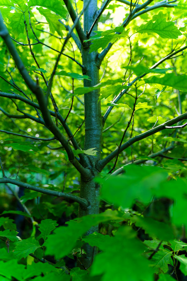 Northern Red Oak