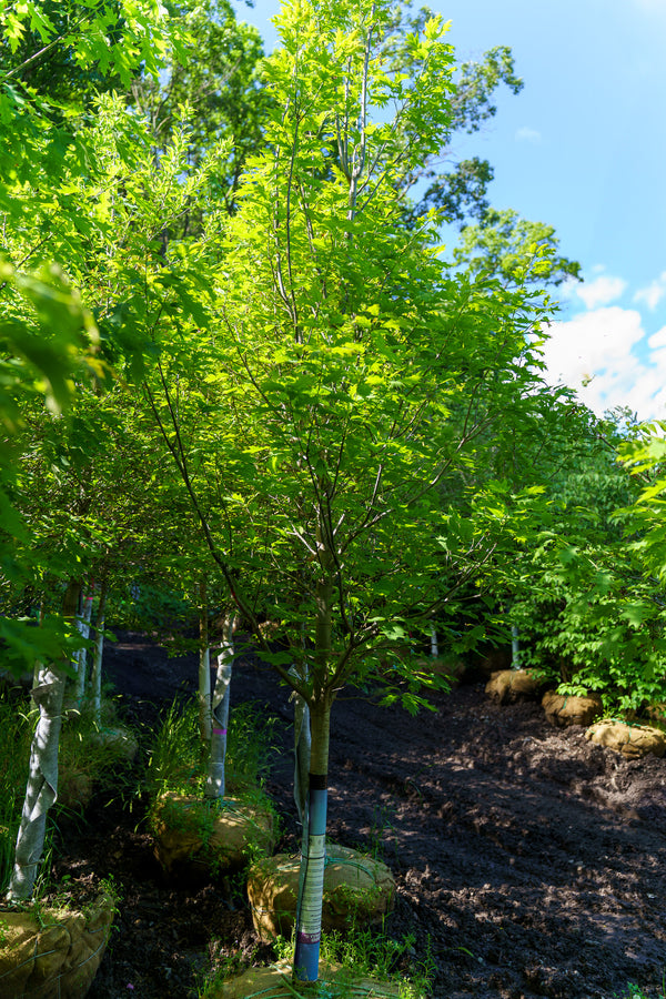 Northern Red Oak