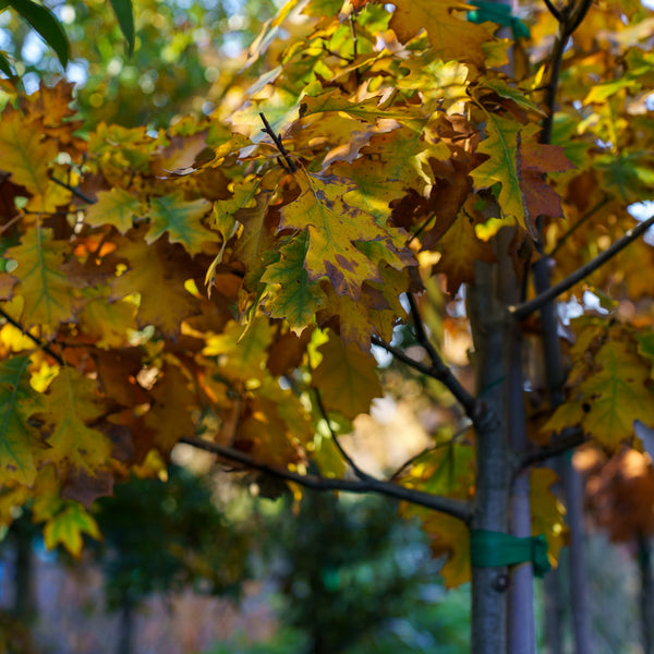 Northern Red Oak